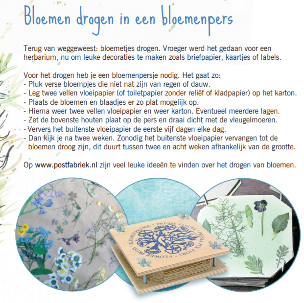 Close-up van vernoeming bloemen drogen in Dagblad van het Noorden